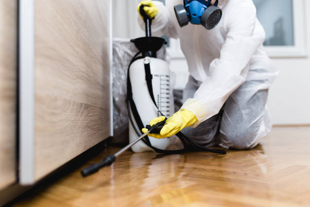 Best Termite Control Services  in First Mesa, AZ