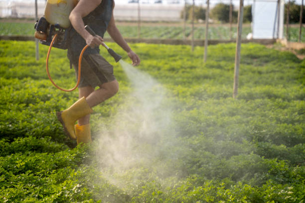 Best Ant Control Services  in First Mesa, AZ