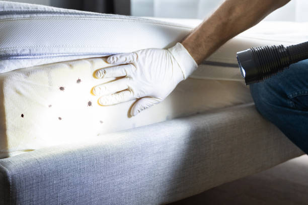 Best Cockroach Control Services  in First Mesa, AZ