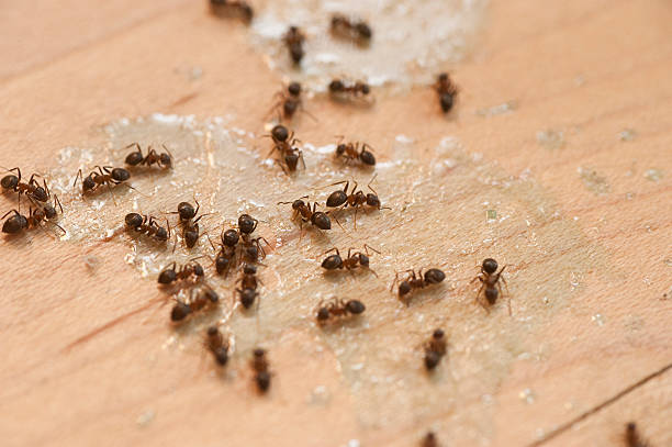 Best Emergency Pest Control  in First Mesa, AZ