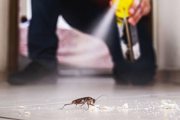 Best Pest Removal Services  in First Mesa, AZ