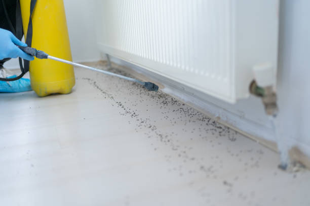 Best Termite Control Services  in First Mesa, AZ