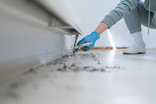 Wasp Removal Services in First Mesa, AZ